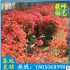 金黃三角梅價格 九重葛 三葉梅 福建種植基地批發