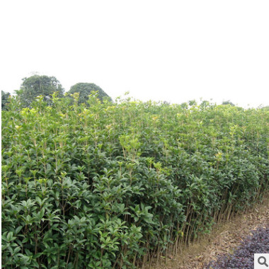 桂花樹苗 實生桂花小苗 桂花盆栽 地栽苗 四季桂金桂丹桂沉香桂