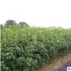 桂花樹苗 實生桂花小苗 桂花盆栽 地栽苗 四季桂金桂丹桂沉香桂