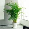散尾葵大型綠植袖珍椰子客廳室內盆栽花卉盆景鳳尾竹吸甲醛