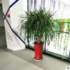 龍須樹大型綠植多頭龍血樹龍鐵樹室內客廳盆栽花卉植物辦公室盆景