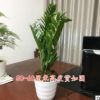 金錢樹搖錢樹室內客廳大綠植盆栽盆景花卉吸甲醛觀葉招財植物
