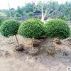 小葉女貞造型 小葉女貞球 常青植物 綠化苗木 庭院綠化 四季