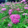 基地直銷 繡線菊花木觀葉觀花彩色綠化工程公園 庭院花卉植物耐寒
