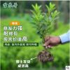杜鵑苗木 樹苗四季常青庭院綠化苗木 花園植物庭院綠植花卉毛杜