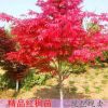基地批發紅楓樹紅舞姬嫁接秋火焰美國日本四季紅行道庭院公園綠化