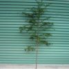 南方紅豆杉樹苗 紅豆杉大樹 綠化別墅庭院占地用紅豆杉室內庭院