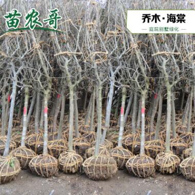 海棠樹(shù)苗 垂絲海棠 庭院耐寒植物別墅風(fēng)景樹(shù) 西府海棠綠化樹(shù)