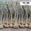 海棠樹苗 垂絲海棠 庭院耐寒植物別墅風景樹 西府海棠綠化樹