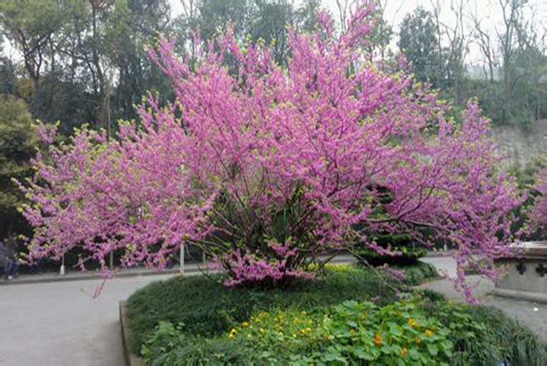 巨紫荊