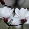 白玉蘭