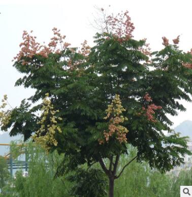 苗圃直銷(xiāo)園林綠化苗木樹(shù)苗行道樹(shù)苗欒樹(shù)苗北欒南欒樹(shù)苗黃山欒樹(shù)