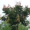 苗圃直銷園林綠化苗木樹苗行道樹苗欒樹苗北欒南欒樹苗黃山欒樹