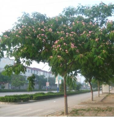 合歡樹(shù)苗 庭院花卉植物芙蓉樹(shù) 絨花樹(shù)苗合歡苗合歡小苗遮陰樹(shù)木