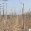 苗圃直銷白蠟樹苗 速生白蠟苗 對節白臘小苗批發綠化工程庭院樹