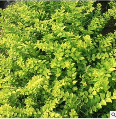 綠化苗金葉女貞樹(shù)苗庭院綠化小區(qū)園林綠化樹(shù)苗 四季常青庭院植物
