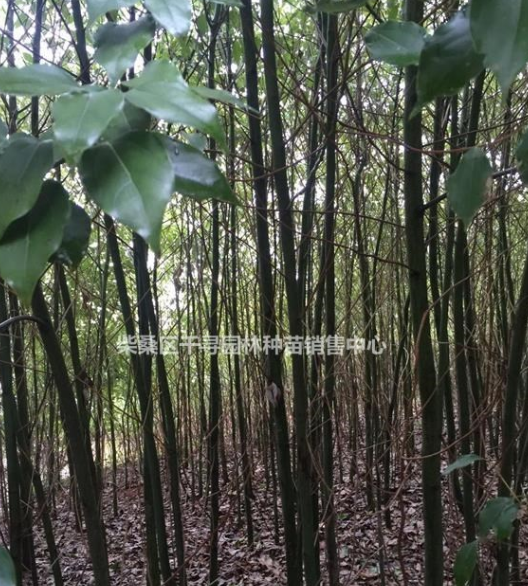 江西香樟小苗，九江香樟樹苗基地