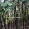 江西香樟小苗，九江香樟樹苗基地