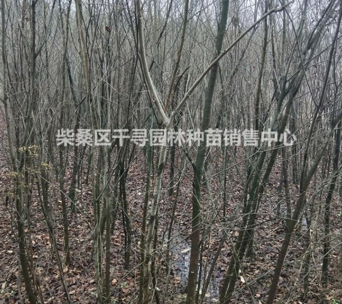 江西櫸樹苗木基地