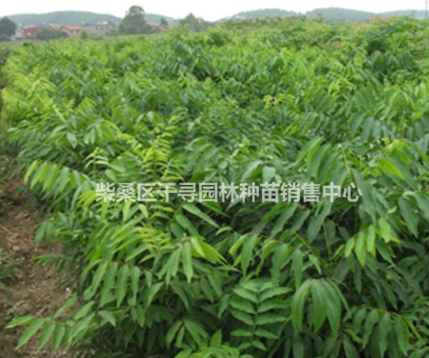 江西九江供應無患子小苗規(guī)格齊全