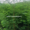 江西水杉小苗哪里好，水杉小苗哪家便宜
