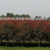 大小規格紅葉石楠基地