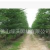 供應13公分精品細葉欖仁、小葉欖仁、園林綠化苗木、庭院風景樹