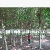供應(yīng)小葉榕，細(xì)葉榕，行道樹，大量米徑14-15-16-17-18-19-20公分