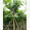 大量供應(yīng)10-12公分移栽鳳凰木,假植鳳凰木，袋苗鳳凰木