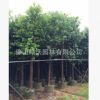 大批量銷售12公分優(yōu)質(zhì)香樟樹，精品香樟假植苗，袋裝苗，綠化苗木