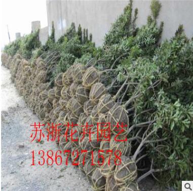 基地直銷 楊梅苗 楊梅樹苗 盆栽楊梅樹優質嫁接