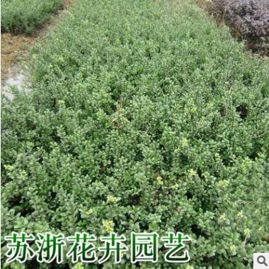 綠化工程苗木龜甲冬青球批發地被行道綠植四季常青龜甲冬青苗
