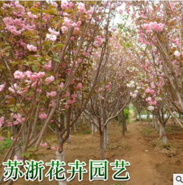 櫻花樹苗批發當年開花大櫻桃樹苗盆栽嫁接櫻花苗日本櫻花盆景綠化