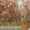 櫻花樹苗批發當年開花大櫻桃樹苗盆栽嫁接櫻花苗日本櫻花盆景綠化