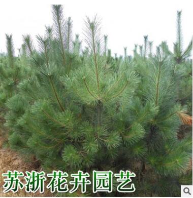 大量批發優質綠化樹苗 黑松小苗 黑松樹苗 黑松苗 四季常青植物