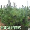 大量批發優質綠化樹苗 黑松小苗 黑松樹苗 黑松苗 四季常青植物