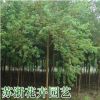道路綠化木紅葉烏桕樹苗批發烏桕小樹根系發達園林植物紅葉樹