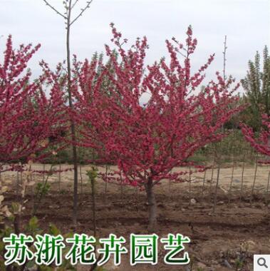 紫葉碧桃樹苗批發園林綠化苗木色塊綠籬行道點綴紅葉碧桃苗