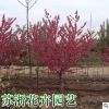 紫葉碧桃樹苗批發園林綠化苗木色塊綠籬行道點綴紅葉碧桃苗