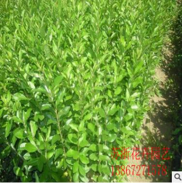 苗圃直銷 綠化苗木 綠色植物 水臘苗 規格齊全