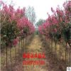 苗圃直發 紅花紫薇樹苗 百日紅 庭院景觀樹 規格齊全
