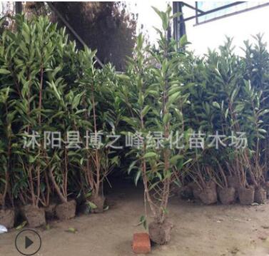 法國冬青樹苗綠化苗木色塊綠籬四季常青行道點綴量大從優