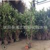 法國冬青樹苗綠化苗木色塊綠籬四季常青行道點綴量大從優