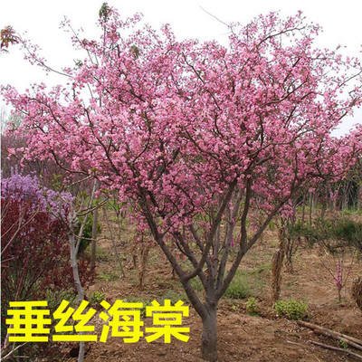 垂枝海棠