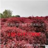 紅葉石楠直銷 綠化風(fēng)景行道樹庭院種植四季常青籬笆植物石楠球柱