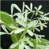 流蘇嫁接桂花苗 庭院可盆栽綠化苗批發(fā) 基地直銷工程綠化苗木
