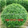 工程綠植小葉女貞 小葉女貞基地現貨批發 庭院綠化 規格齊全