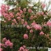 叢生紫薇 庭院綠化紅花紫薇樹 紅火球紫薇 規格齊全 根系壯