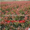 基地紅葉石楠基地直銷 規格全 園林地被彩葉紅葉石楠 石楠球