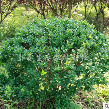 廠家直銷金森女貞球 園林綠化 常綠灌木植物金葉女貞球